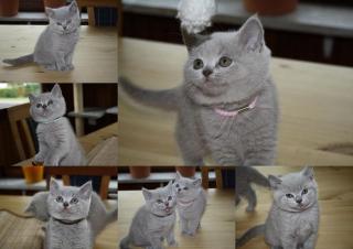 Reinrassige BKH Kitten lilac dürfen bald umziehen