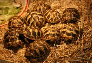 Griechische Landschildkröten