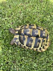 2 weibliche griechische Landschildkröten 12 und 14 Jahre alt