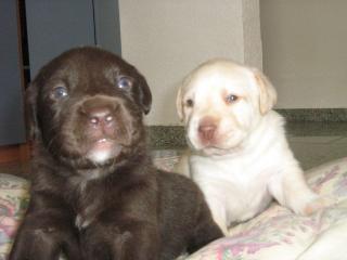 Labradorwelpen