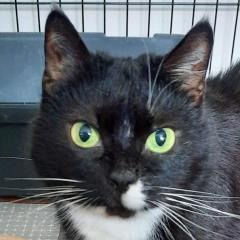 LINA - weiblich 9 Jahre europäische Kurzhaarkatze Gechipt Kastriert