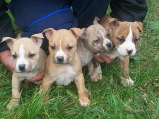 SUCHE AMERICAN STAFFORDSHIRE TERRIER WELPE RÜDE