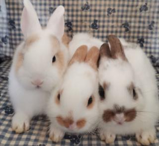 3 susse baby Kaninchen