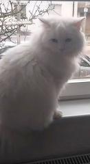 Türkisch Angora Männlich