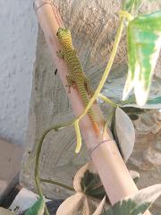 Phelsuma grandis - Madagaskar Taggecko