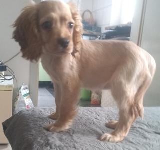 Welpe Cocker Spaniel