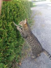 Kater verschwunden