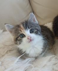 Glückskätzchen, Kleine Kätzchen, Kitten