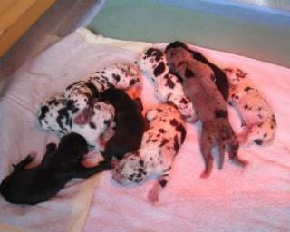 Wunderschöne deutsche Doggenwelpen