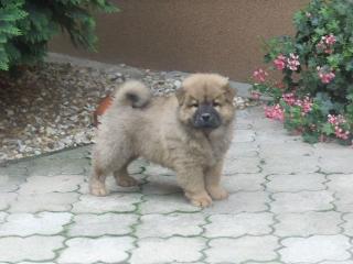 Chow Chow Rüden