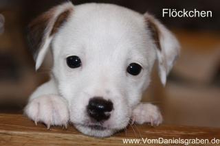 Parson Jack Russell Terrier Welpen suchen neue Kuschelopfer
