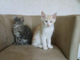 3 Maine-Coon-Kitten