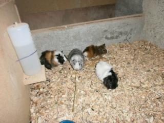 Meerschweinen zum verkaufen 4 wiebchen 4 männchen um 20 ero