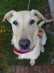 8 Monate alte Labrador-Mischlingshündin sucht ein neues zuhause