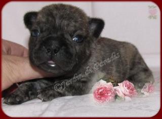 Französische Bulldoggen Babys in verschiedenen Zeichungen