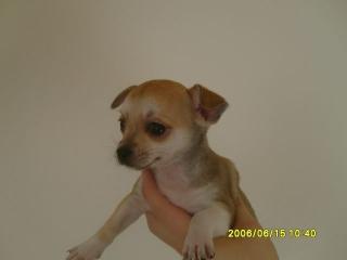 Chihuahua Welpen