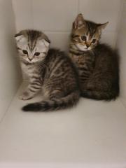 BKH mix kitten
