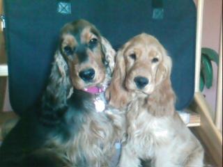 Wunderschöne Englische Cocker Spaniel