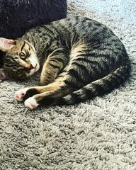 Europäische Kurzhaarkatze