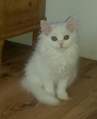Katzenbaby