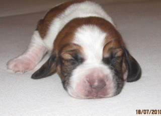 Basset Hound Welpen mit Papieren
