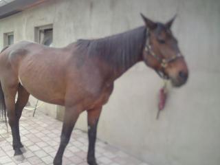 Westfalen wallach