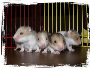 Goldhamster Babys abzugeben