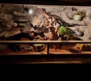 0. 3. Leopardgeckos mit Terrarium und Zubehör