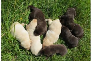 Süße Labradorwelpen suchen ein Zuhause