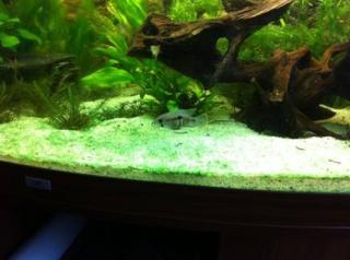 2 Orangesaumbuntbarsche Aequidens rivulatus
