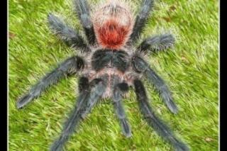 Grammostola iheringi, selten, blau