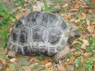 Geochelone, gigantea, Radiata, Aldabra, sulcata und andere Rassen zur Verfügung