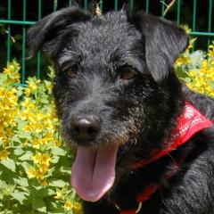 FELICITI - weiblich 1 Jahr 45 cm 14 kg Schnauzer-Mix Gechipt Kastriert