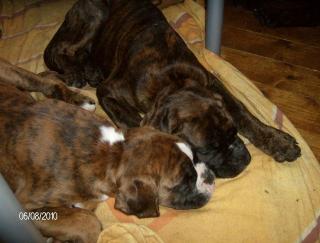 Boxer-Welpen