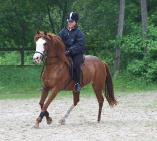 Suche Liebe Reitbeteiligung.