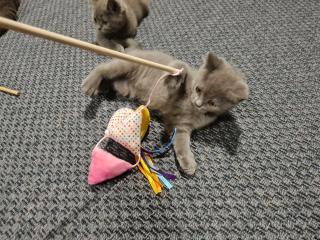Schöne BKH Kitten grau nur noch 1 Junge frei