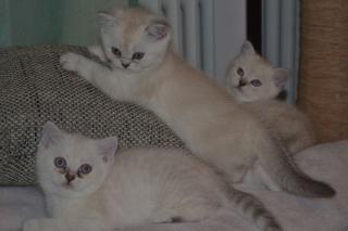 BKH-Kitten in weiß
