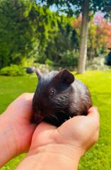 Zwei junge Meerschweine w