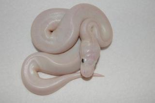 Python regius NZ 2021 Lesser 1. 2 und B. L. Lucy 0. 1 Oddball und Yellowbelly adu