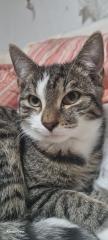 Junger Kater abzugeben