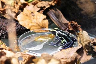 Färberfrosch Dendrobates tinctorius Pfeilgiftfrösche
