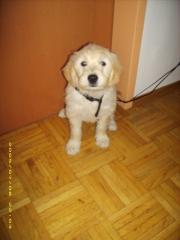 Süsser Golden Retriever Michlingswelpe