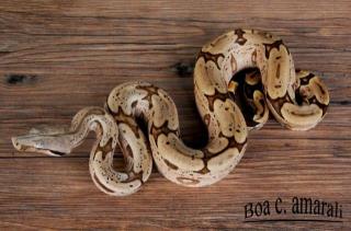 1. 1 Boa constrictor amarali- Südbrasilien Nz 2021 abzugeben