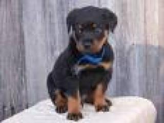 Rottweiler welpen