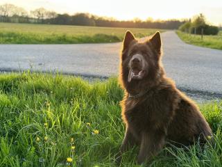 Deckrüde altdeutscher Schäferhund, Langhaar Brownie