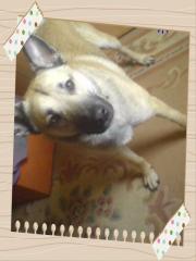 Liebevoller Schäferhundmix s sucht ein neues zu hause