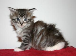 Maine Coon Baby