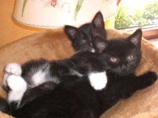 Katzenbabys abzugeben