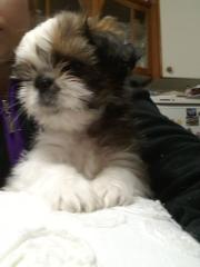 Shih-tzu- reinrassig in tricolor