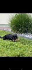 Mini Yorkshire Terrier